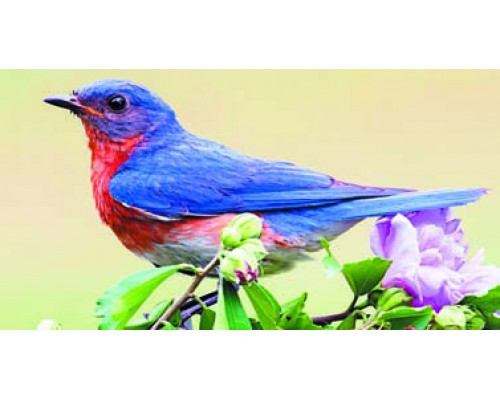 Desk Calendar DC13